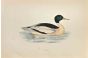 Goosander
