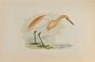 Buff-Backed Heron