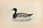 Scaup
