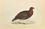 Red Grouse