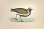 Golden Plover