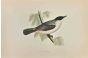 Orphean Warbler