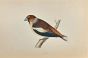 Hawfinch