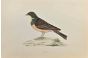 Ortolan