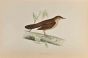 Savi's Warbler
