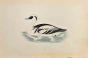 Smew