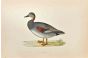 Gadwall