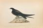 Spine-Tailed Swallow