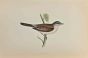 Whitethroat