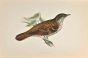 White's Thrush