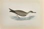 Cinereous Shearwater