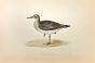 Schinz's Sandpiper