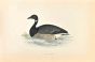 Brent Goose