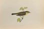 Chiff Chaff