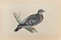 Stock Dove