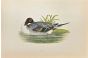 Pintail