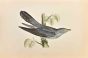 Cuckoo