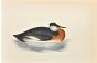 Red-Necked Grebe