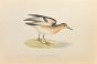Buff-Breasted Sandpiper