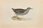 Baillon's Crake