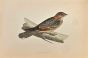 Red-Necked Nightjar