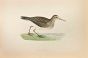 Pectoral  Sandpiper