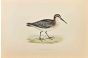 Broad-Billed Sandpiper