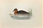 Dabchick