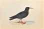 Chough