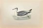 Grey Phalarope