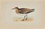 Sanderling