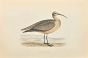 Esquimaux Curlew