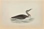 Red-Throated Diver