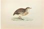 Andalusian Quail