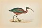 Ibis