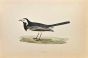 Pied Wagtail