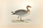 Pink-Footed Goose