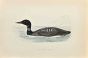 Great Northern Diver
