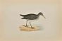 Sandpiper
