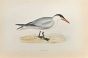 Caspian Tern