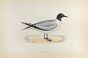 Sabine's Gull