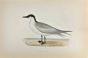 Gull-Billed Tern