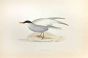 Whiskered Tern