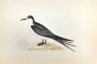 Sooty Tern