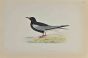 White-Winged Black Tern