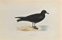 Bulwer's Petrel