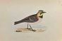 Shore Lark