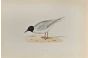 Little Gull