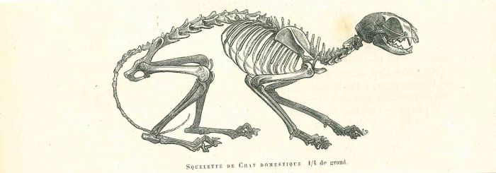 The Skeleton