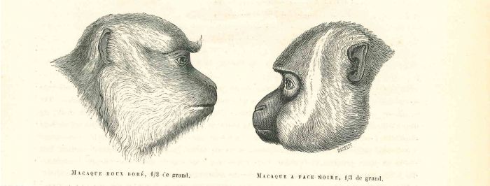 The Monkeys Look